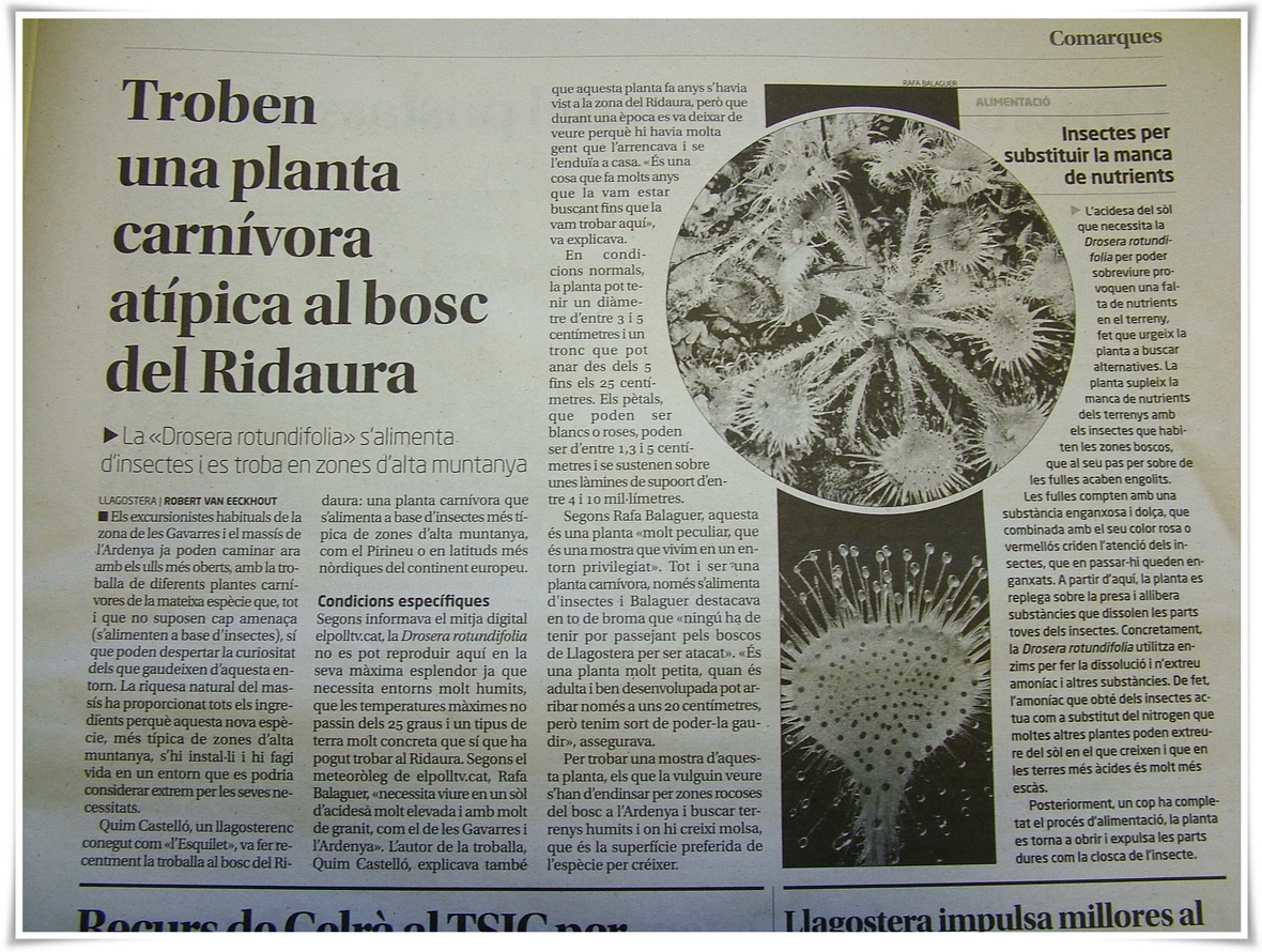 Drosera rotundifolia al Diari de Girona