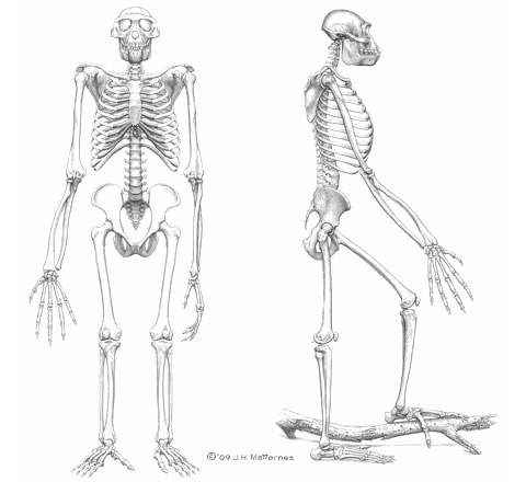 Ardipithecus ramidus per Jay Matternes