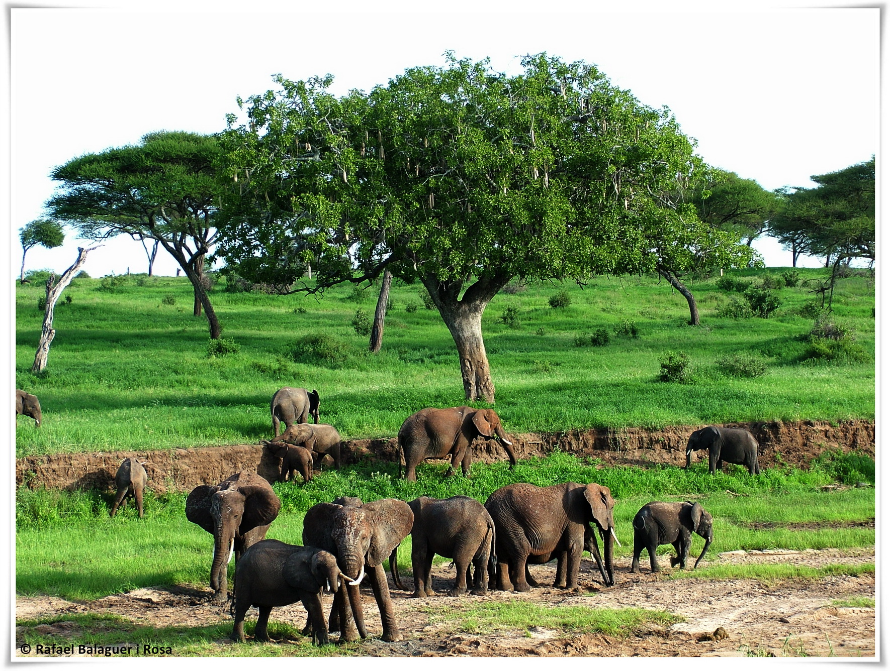Elefants a Tarangire
